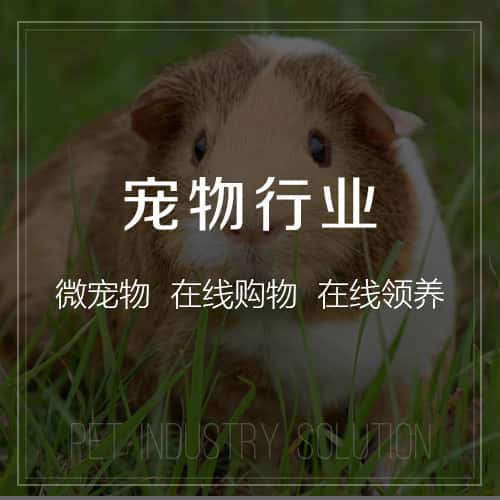 朝阳宠物